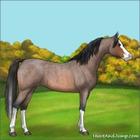 Horse Color:Bay Roan Splash Appaloosa 