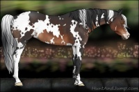 Horse Color:White Spotted Brown Sabino 