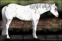 Horse Color:Bay Sabino 