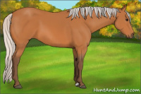Horse Color:Silver Bay 