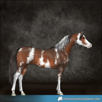 Horse Color:Bay Sabino