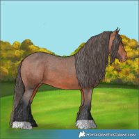 Horse Color:Bay Appaloosa and Bay Appaloosa