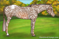 Horse Color:Bay Appaloosa 