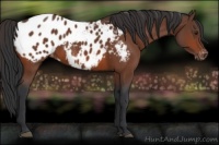 Horse Color:Brown Appaloosa 