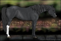 Horse Color:Black Rabicano 