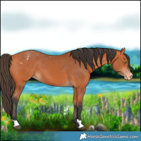 Horse Color:Bay Appaloosa 