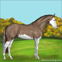 Horse Color:Liver Red Dun Splash Brindle 