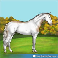 Horse Color:Chocolate Palomino Dun Splash Frame Rabicano
