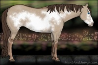 Horse Color:Liver Red Dun Frame Rabicano 