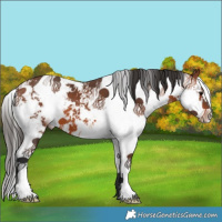 Horse Color:Bay Sabino 