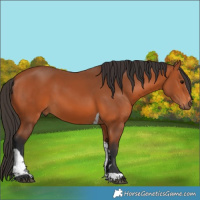 Horse Color:Bay Tobiano 