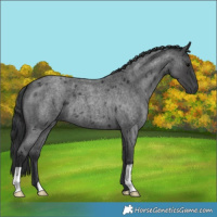 Horse Color:Blue Roan 