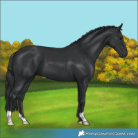 Horse Color:Black 