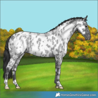 Horse Color:White Spotted Blue Ice Roan Appaloosa 