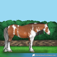 Horse Color:Bay Sabino 