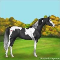 Horse Color:Black Splash Tobiano 
