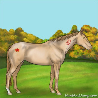 Horse Color:Red Roan Pearl 