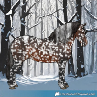 Horse Color:Brown Appaloosa 