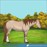 Horse Color:Red Dun  and Red Dun 