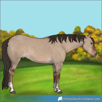Horse Color:Liver Red Dun  and Liver Red Dun 