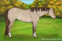 Horse Color:Red Dun  and Liver Red Dun Rabicano 