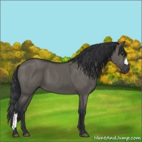 Horse Color:Grullo 