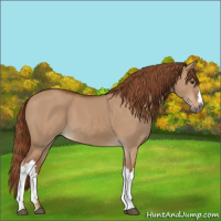 Horse Color:Red Dun 