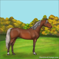 Horse Color:Silver Bay 
