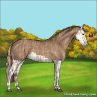 Horse Color:Red Dun and Liver Red Dun Splash