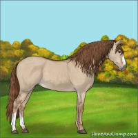 Horse Color:Red Dun 