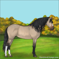 Horse Color:Bay Dun 