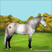 Horse Color:Gray Chestnut Splash Appaloosa