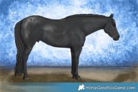 Horse Color:Black and Black