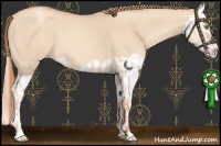 Horse Color:Gold Champagne Dun and Gold Champagne Dun Splash
