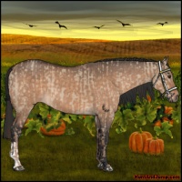 Horse Color:Liver Red Dun  and Bay Dun 