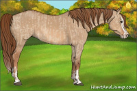 Horse Color:Red Dun  and Red Dun Splash 