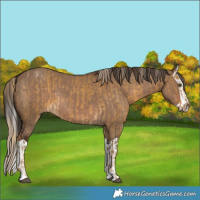 Horse Color:Chocolate Palomino Dun Mushroom  and Liver Red Dun Splash 