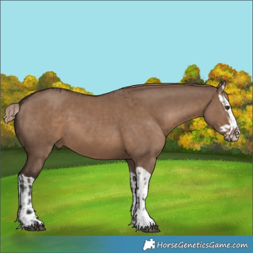 Horse Color:Liver Red Dun  and Liver Red Dun Splash 