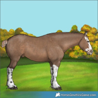 Horse Color:Liver Red Dun  and Liver Red Dun Splash 
