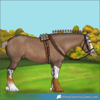 Horse Color:Liver Red Dun  and Liver Red Dun Splash 