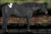 Horse Color:Black Rabicano 
