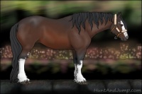 Horse Color:White Spotted Brown 