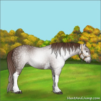 Horse Color:Gray White Spotted Chestnut 