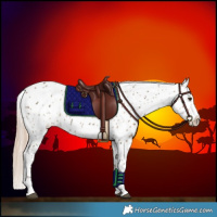 Horse Color:Red Dun Ice Appaloosa