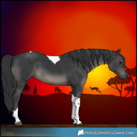 Horse Color:Black Tobiano 