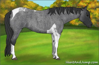 Horse Color:Blue Roan Tobiano 