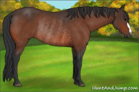 Horse Color:Bay Rabicano 