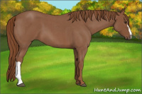 Horse Color:Red Roan 