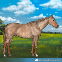 Horse Color:Red Dun and Red Dun