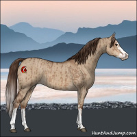 Horse Color:Liver Red Dun  and Liver Red Dun Splash 